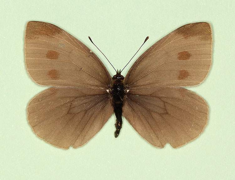 Pieris rapae male (aberrant form fuscata) (Internet Image property of respective owner, non-commercial use only)